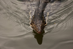 Water monitor